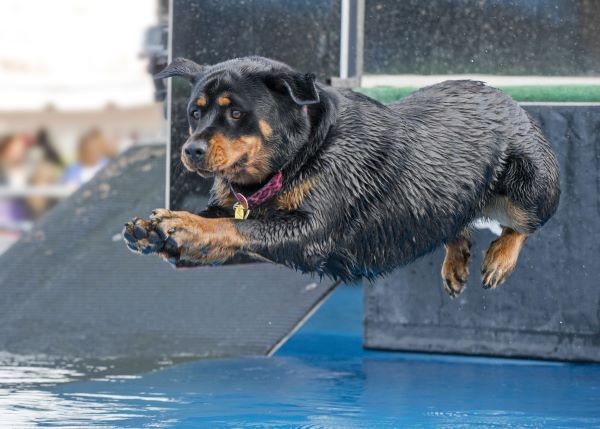 An athletic rottweiler jumps with great form into a pool for sport competition