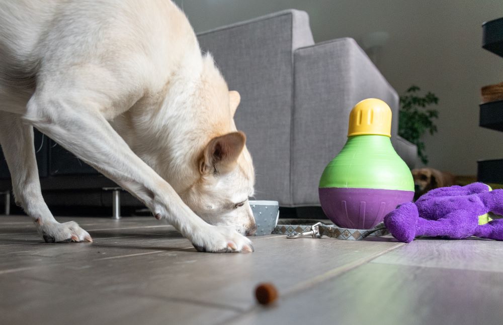 Dog eating treats surrounded by toys