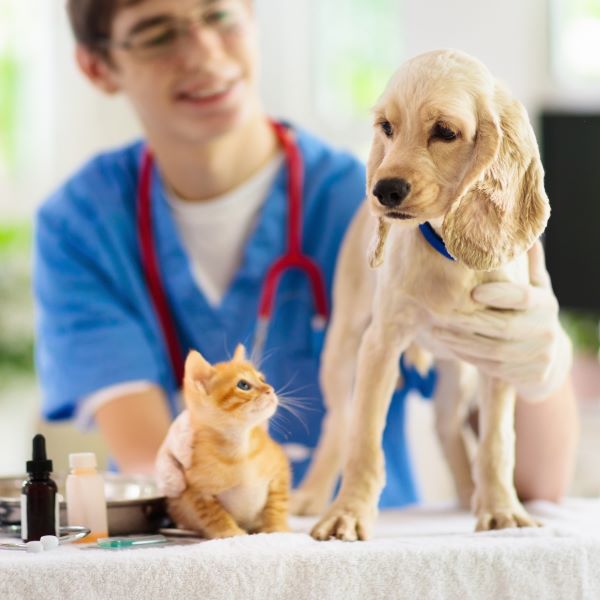 Vet Wellness Plan vs Vet Care Plan vs Pet Insurance Comparison