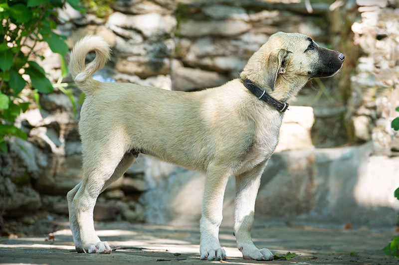 young kangal dog standing in garden