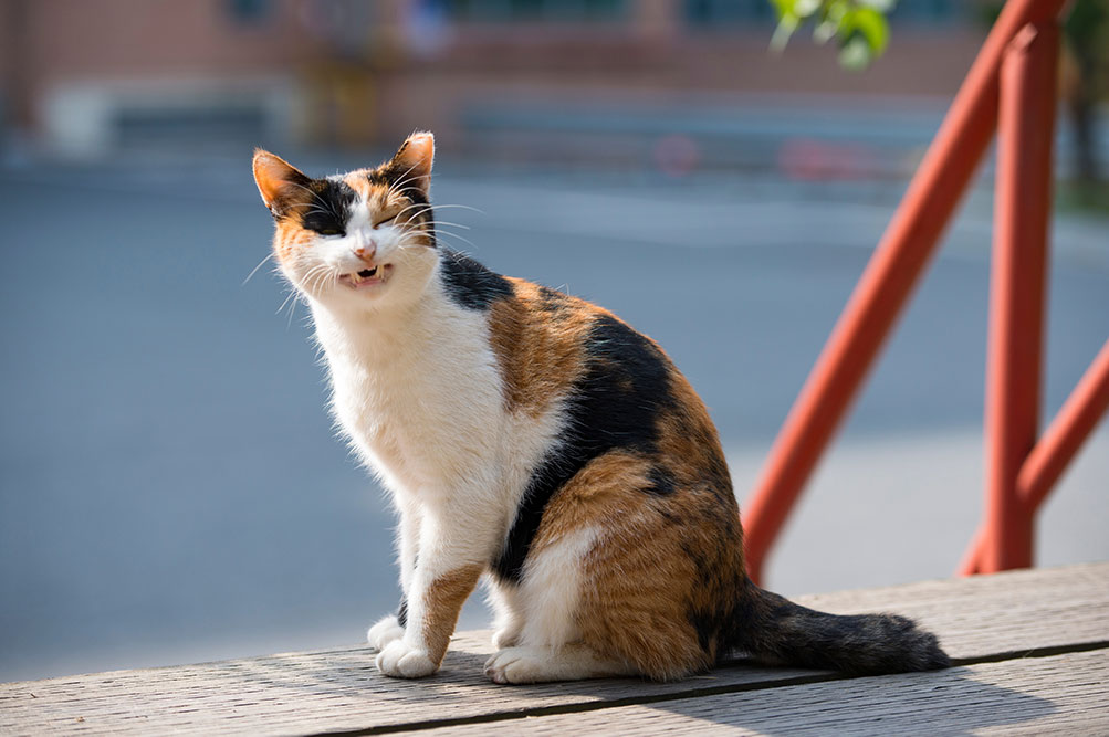 cat with allergy sneezing