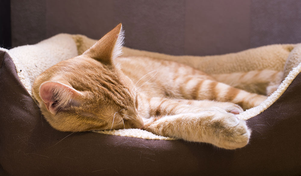 ginger kitten in comfortable bed