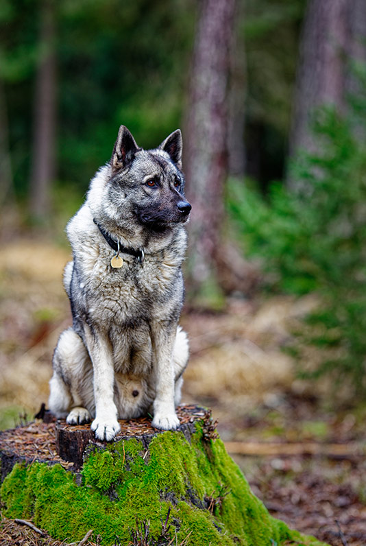 Norwegian Elkhund Dog is guarding in the wood