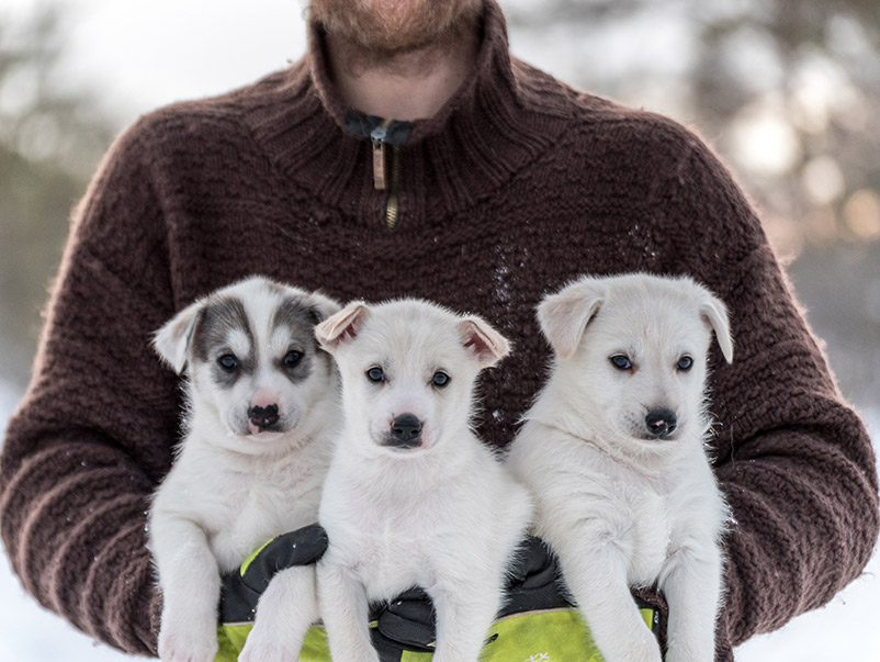Portrait of three alaskan husky puppies being held by a man