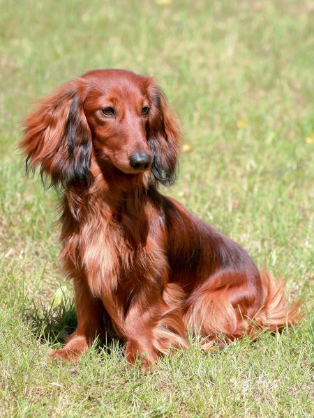 Typical Dachshund Standard Long-haired Red dog