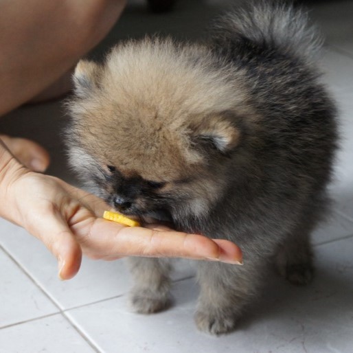 Can dogs eat mango? Everything you need to know