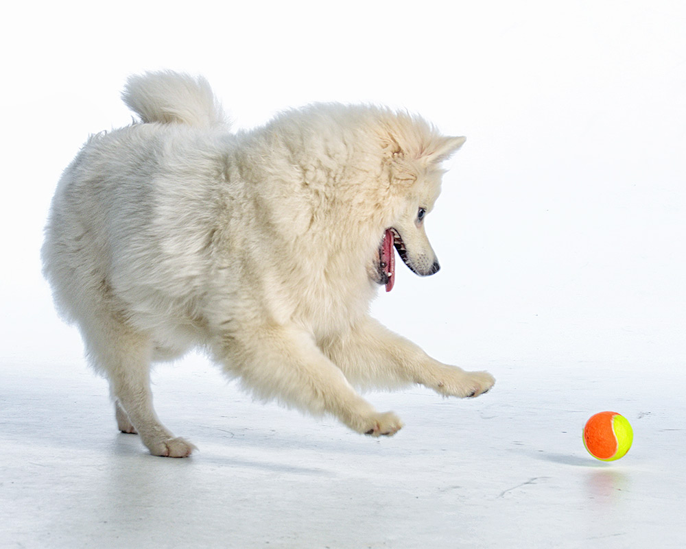 American Eskimo dog studio shot playing with ball