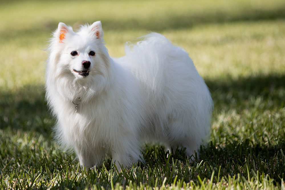 American Eskimo White Dog