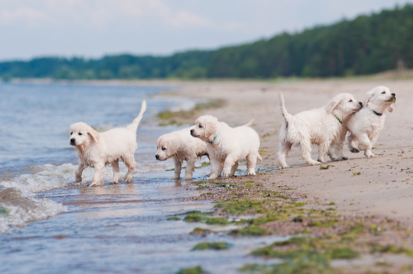 labrador puppies at beach