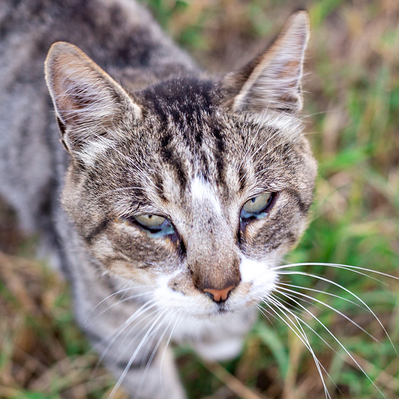 Allergies in cats - What you need to know
