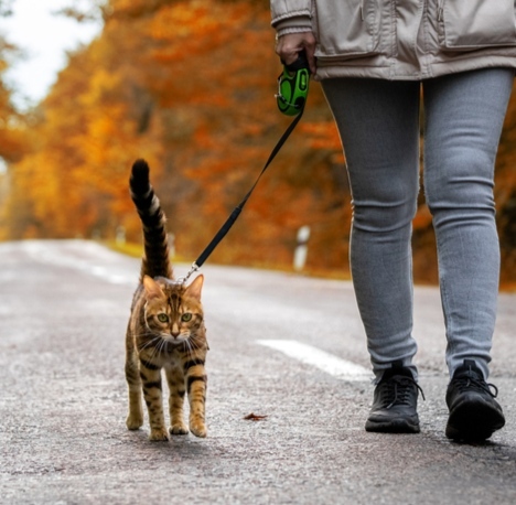 Walking with cats: Tips for leash walking, hiking and camping with your cat