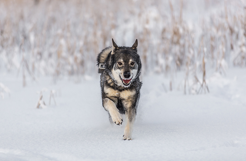 Elkhound in winter landscape
