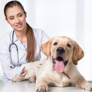 Top 5 health problems for puppies
