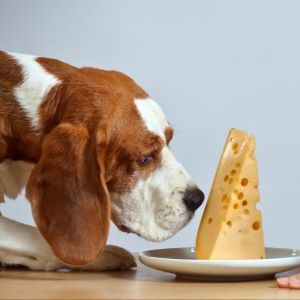 Can dogs eat cheese?  Everything you need to know