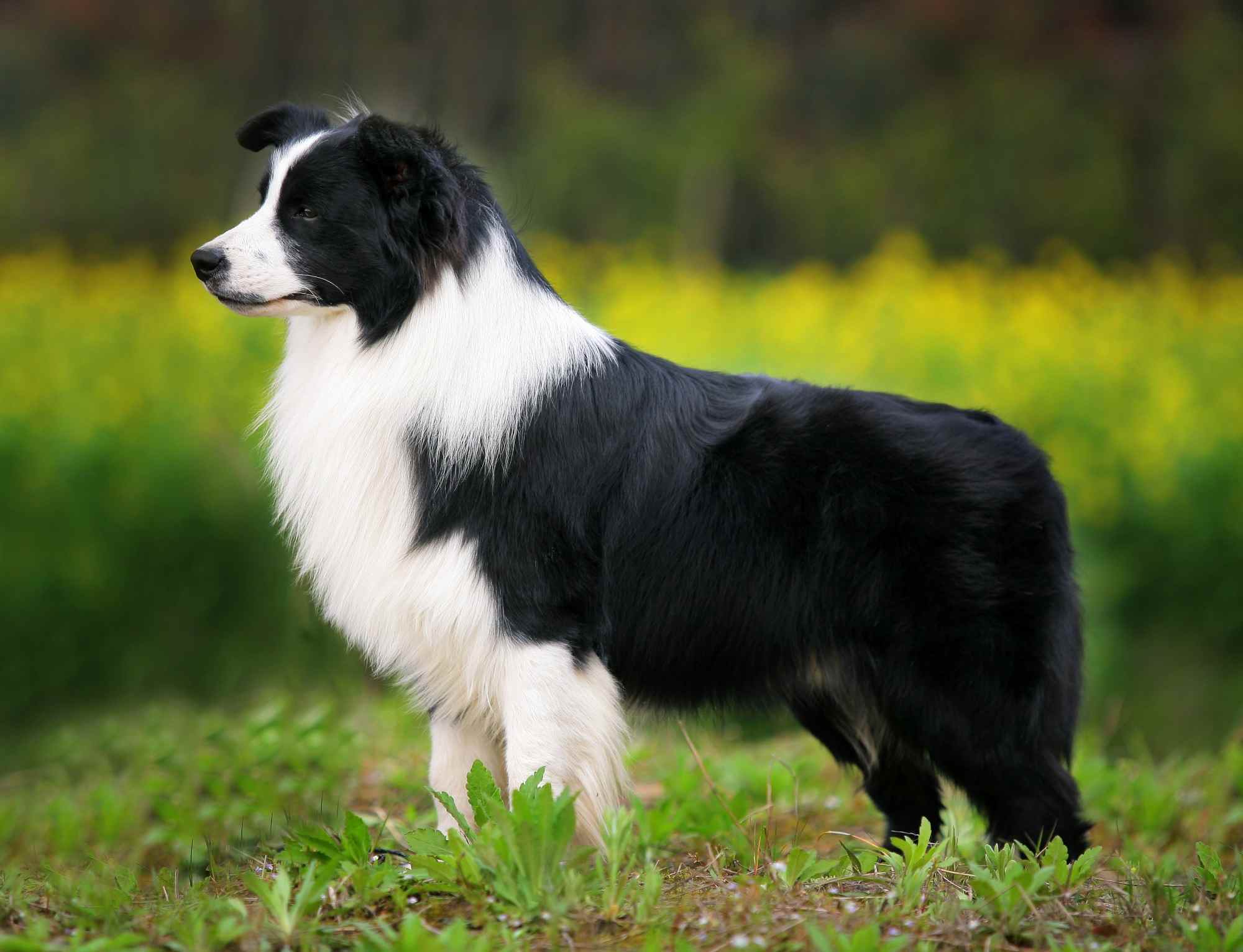 Border Collie stand on grass