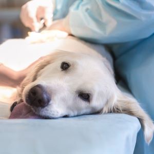 Top 10 Most Common Health Problems For Dogs