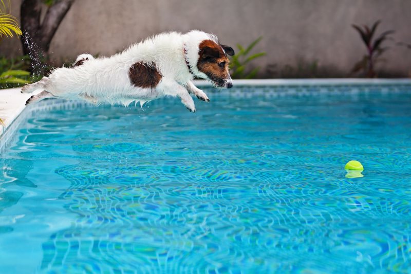 Playful jack russell terrier puppy in swimming pool has fun - dog jump and dive underwater to retrieve ball