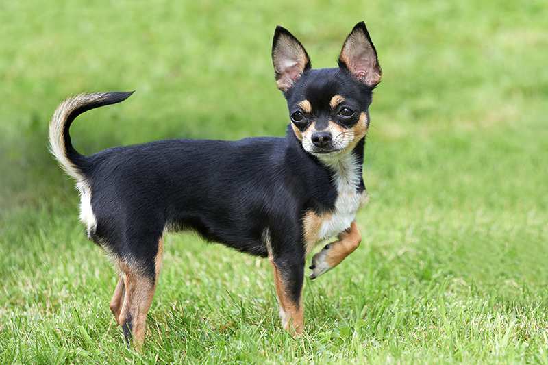 single-chihuahua-in-grass