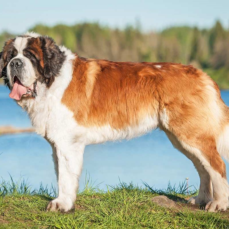 The biggest dog breeds - Giant dog breeds info