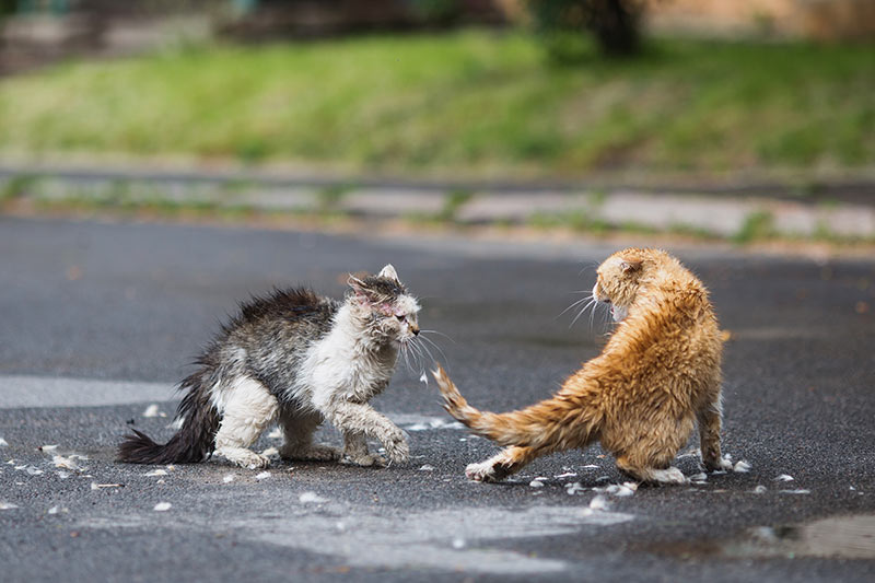 stray cats fighting on street serious fight fight bite wound in cats