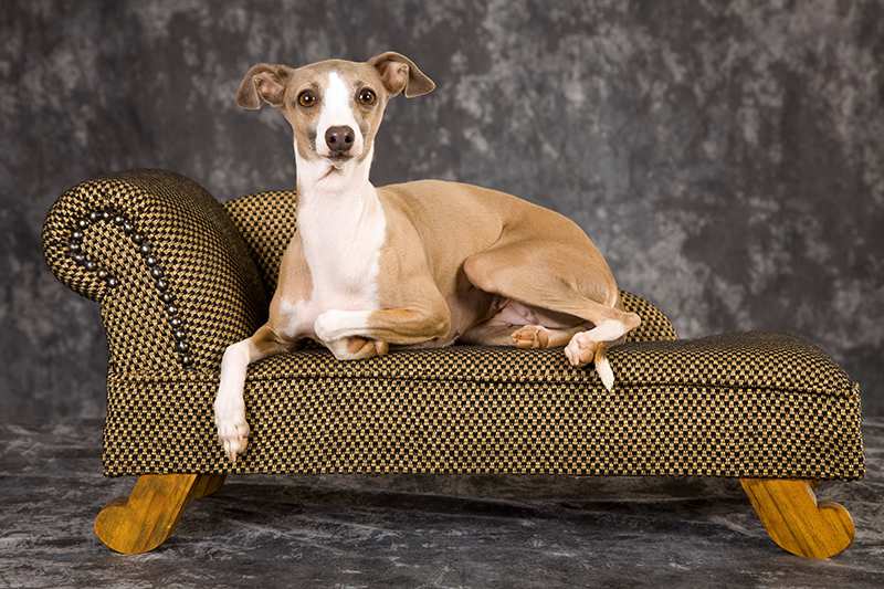 tan-white-italian-greyhound-lying-on-pet-sofa Italian Greyhound Bow Wow Meow Pet Insurance