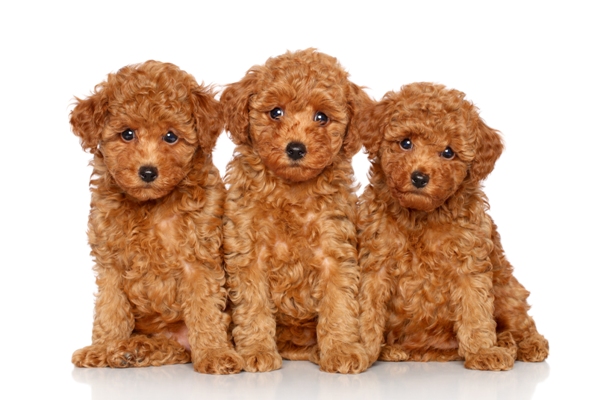 Toy Poodle Bow Wow Meow Pet Insurance