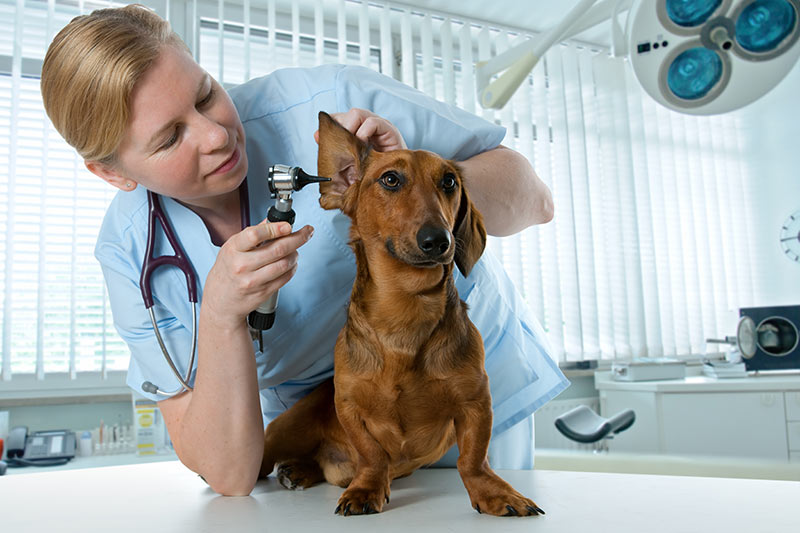 vet examination of dog dachshund ear
