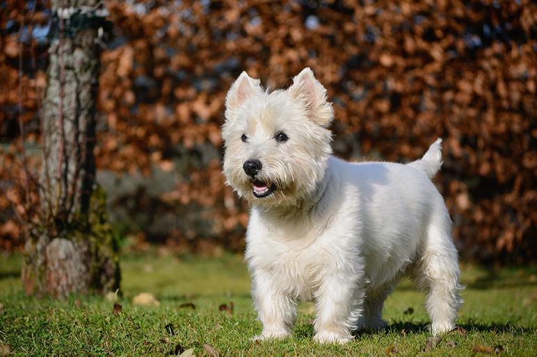 West Highland White Terrier Bow Wow Meow Pet Insurance