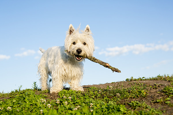 west-highland-white-terrier-with-stick West Highland White Terrier Bow Wow Meow Pet Insurance