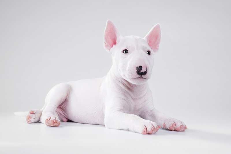 white-miniature-bull-terrier-puppy-liying-on-gray-ground
