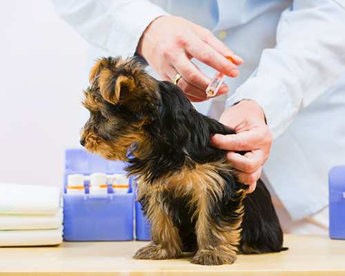 yorkshire-terrier-puppy-yorkie-dog-puppy-vaccination-vet-injection Yorkshire Terrier Bow Wow Meow Pet Insurance