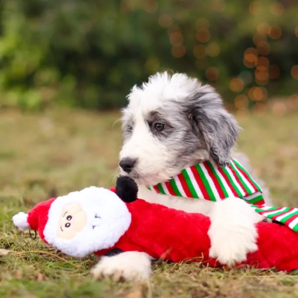 Christmas presents for your dog – The gifts our pooches really want!